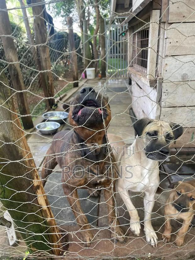 1-3 months Male Purebred Boerboel