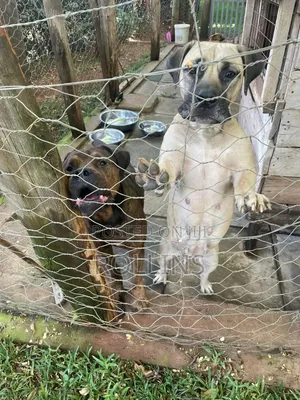 1-3 months Male Purebred Boerboel