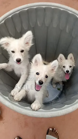 1-3 months Female Mixed Breed Japanese Spitz