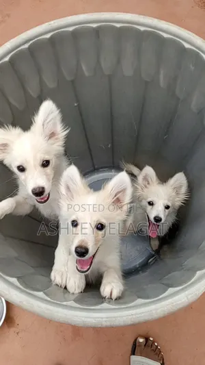 1-3 months Female Mixed Breed Japanese Spitz
