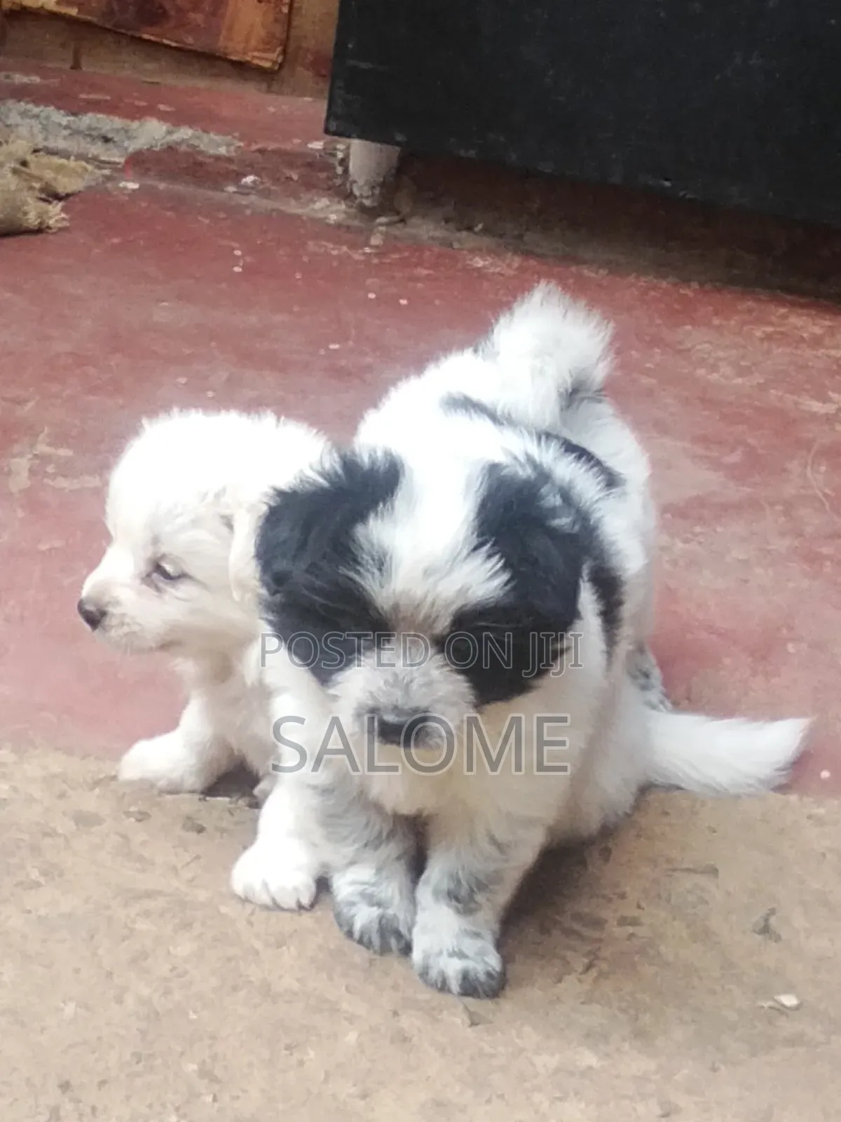 0-1 month Male Purebred Japanese Spitz