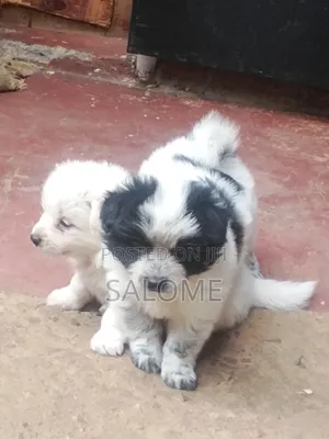 0-1 month Male Purebred Japanese Spitz