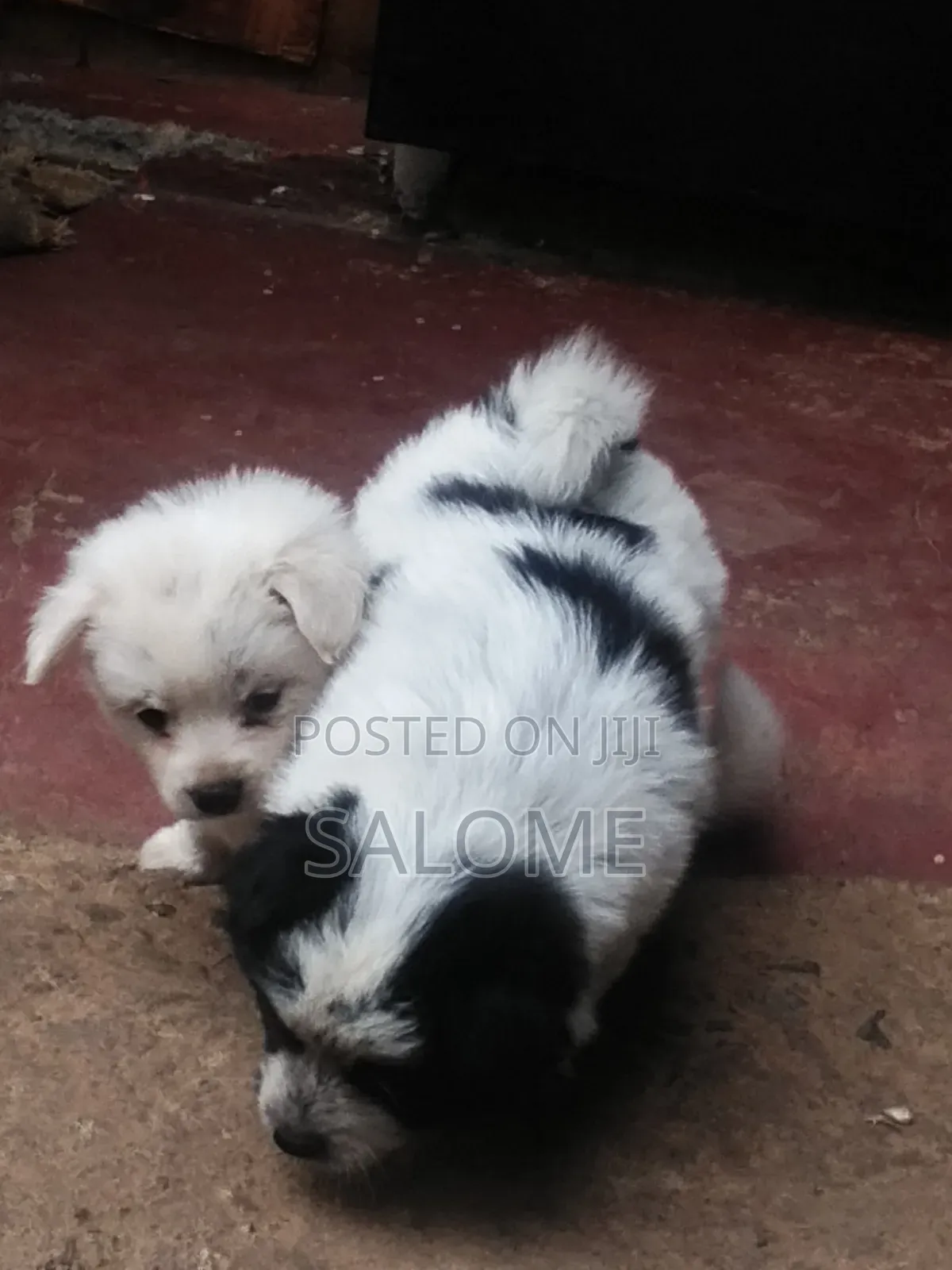 0-1 month Male Purebred Japanese Spitz