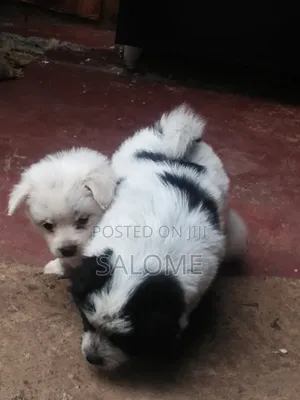 0-1 month Male Purebred Japanese Spitz