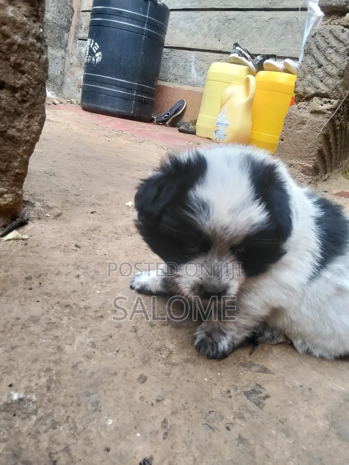 0-1 month Male Purebred Japanese Spitz