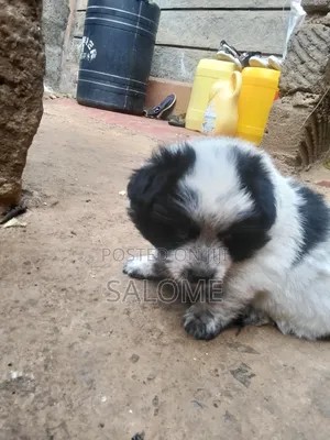 0-1 month Male Purebred Japanese Spitz
