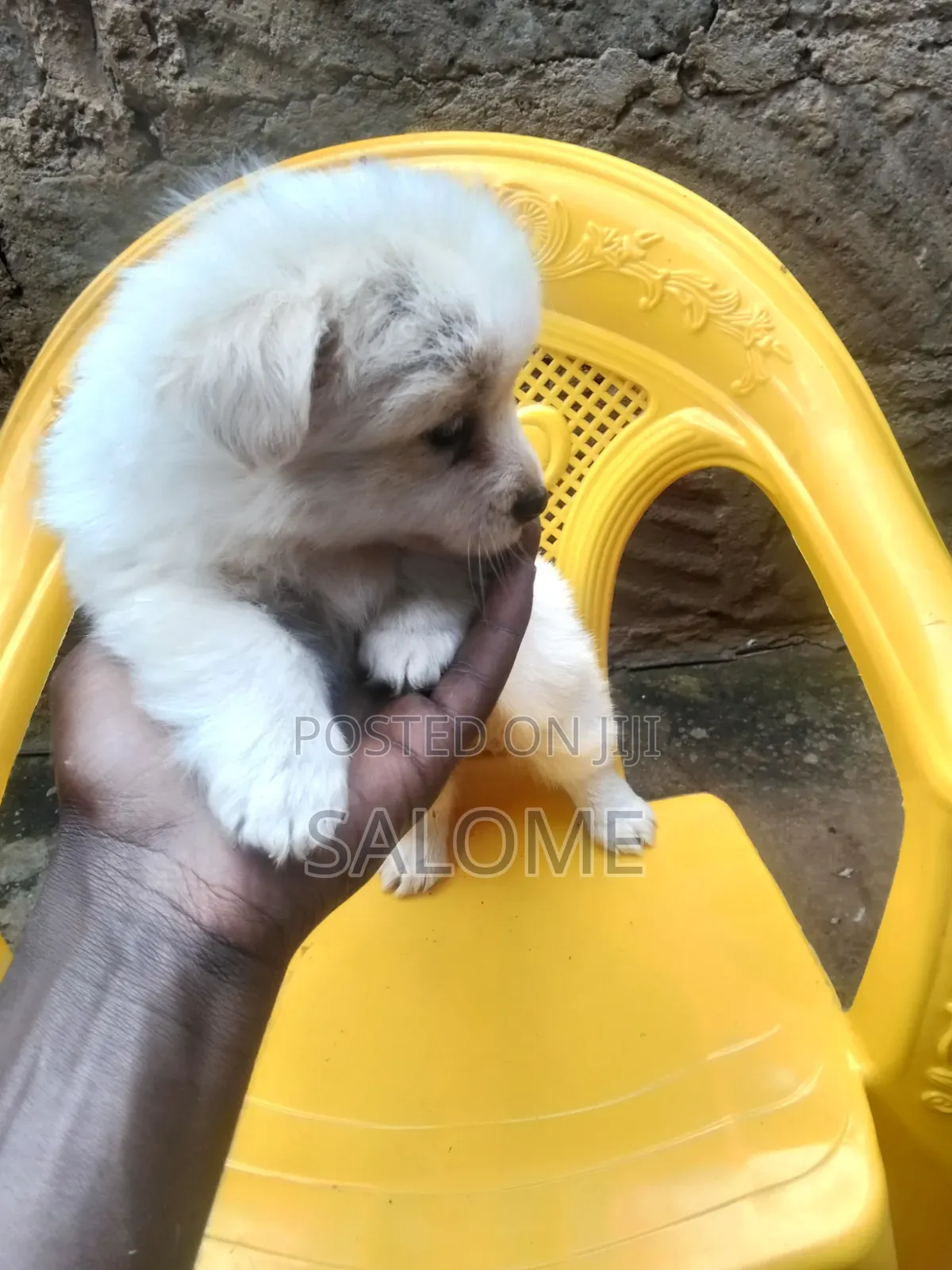 0-1 month Male Purebred Japanese Spitz