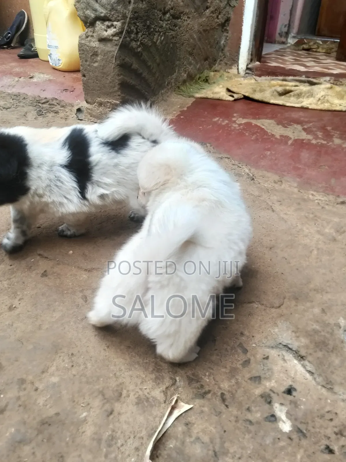 0-1 month Male Purebred Japanese Spitz