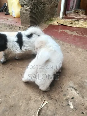 0-1 month Male Purebred Japanese Spitz