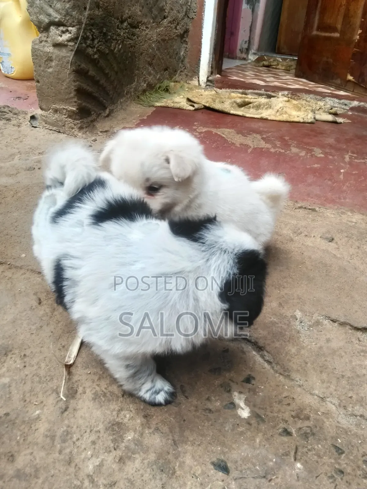 0-1 month Male Purebred Japanese Spitz