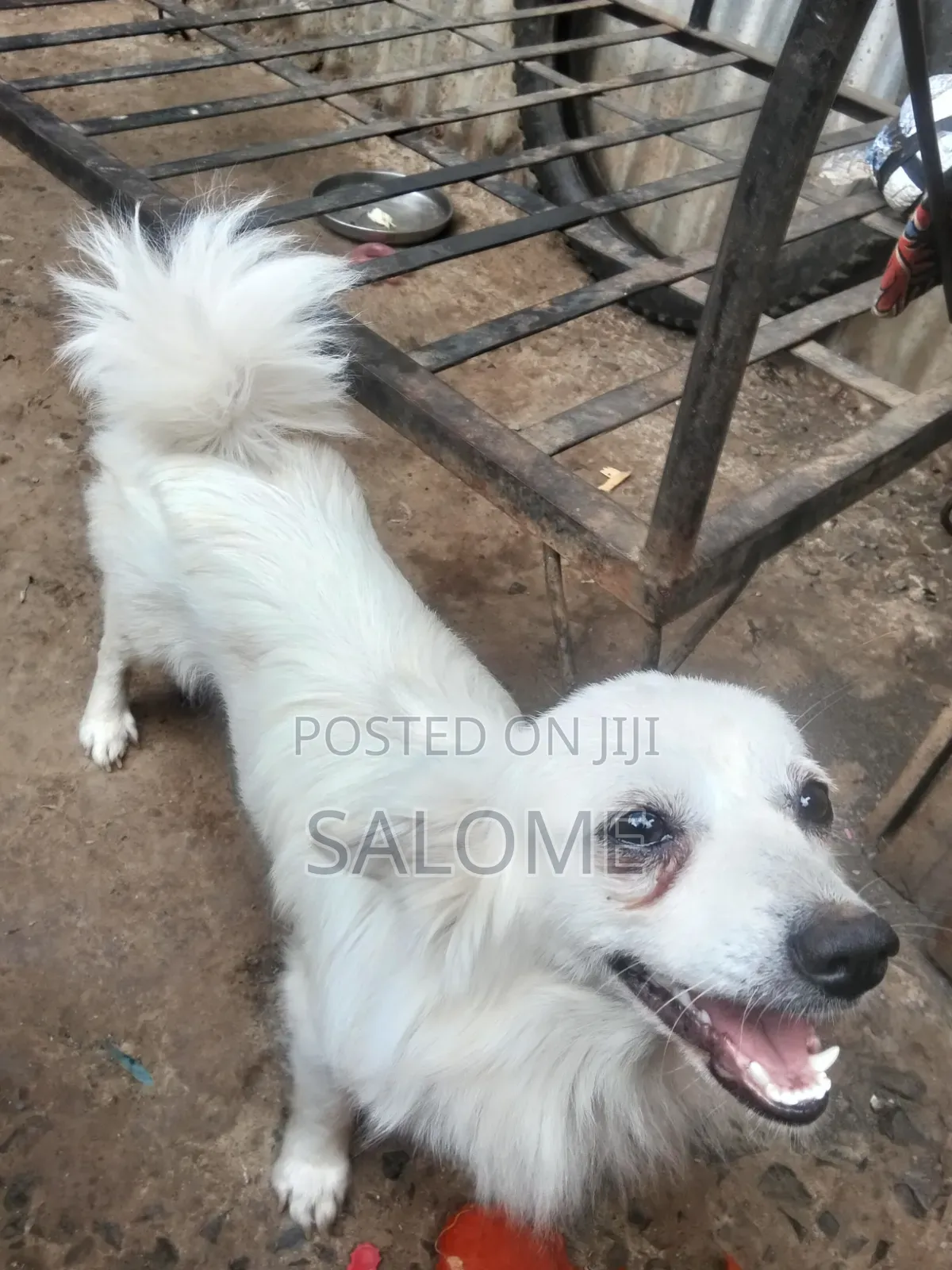 0-1 month Male Purebred Japanese Spitz