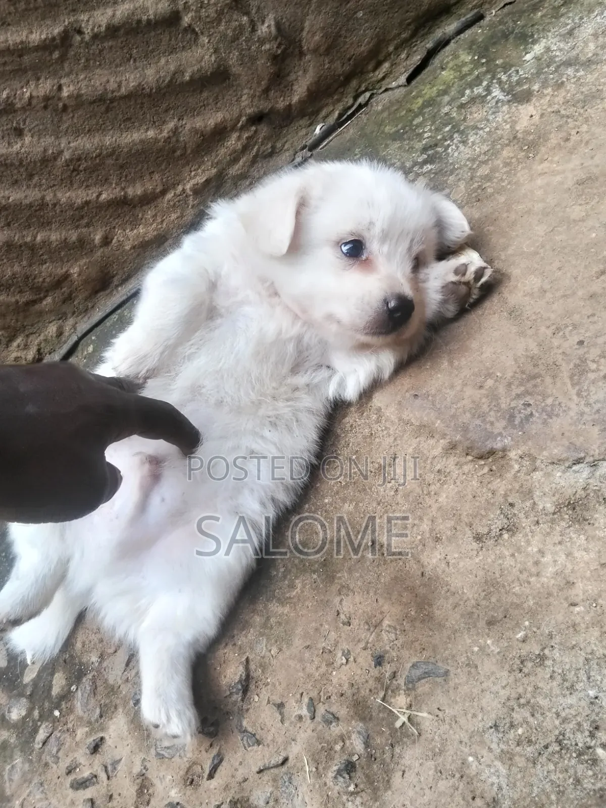 0-1 month Male Purebred Japanese Spitz