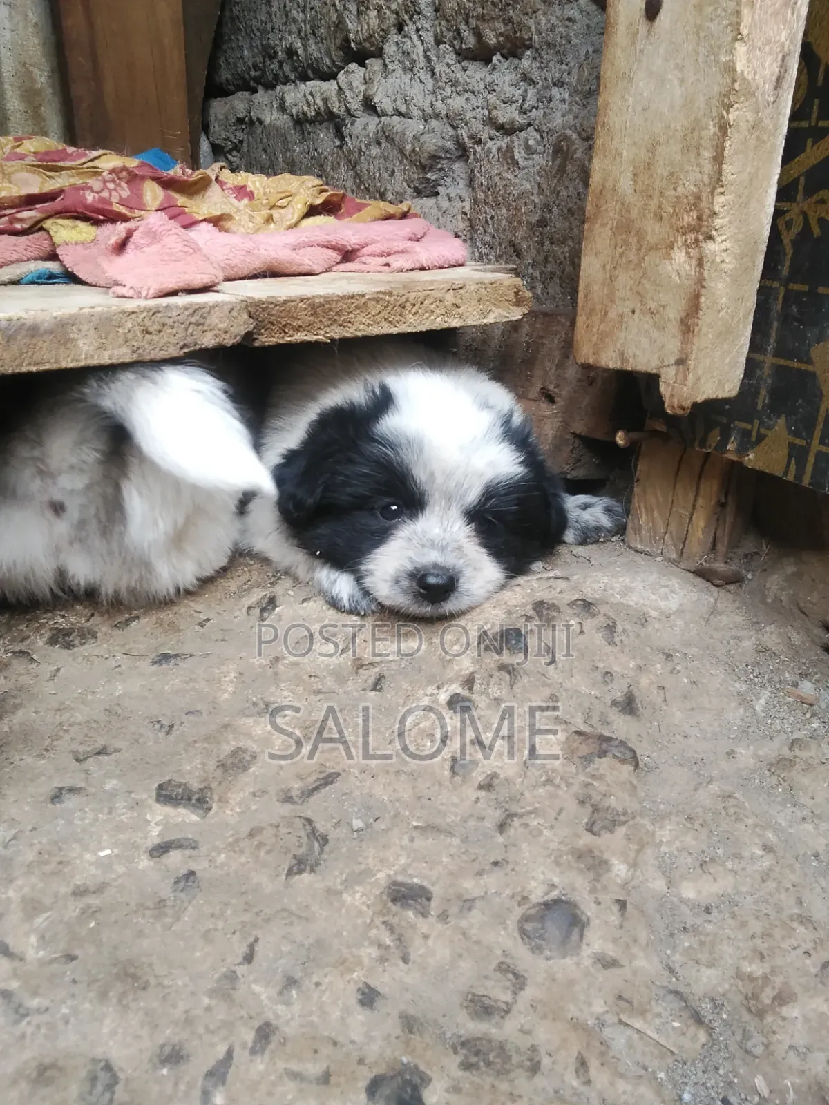 0-1 month Male Purebred Japanese Spitz