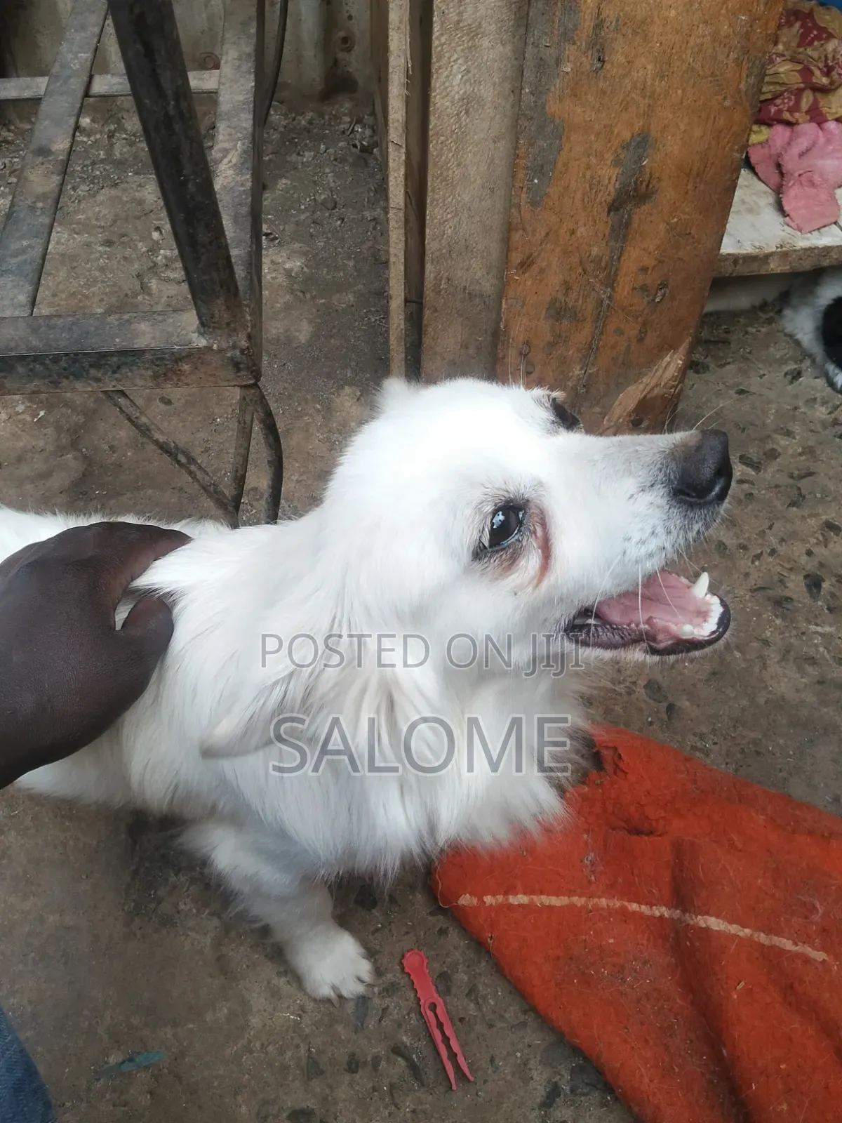0-1 month Male Purebred Japanese Spitz