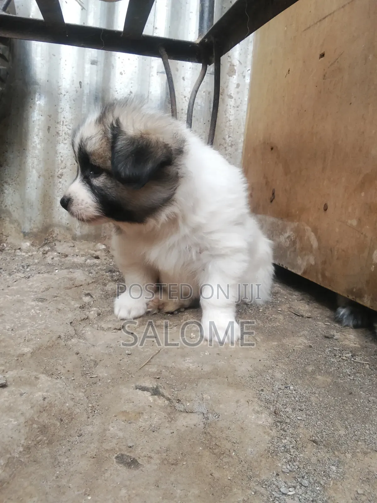 0-1 month Male Purebred Japanese Spitz