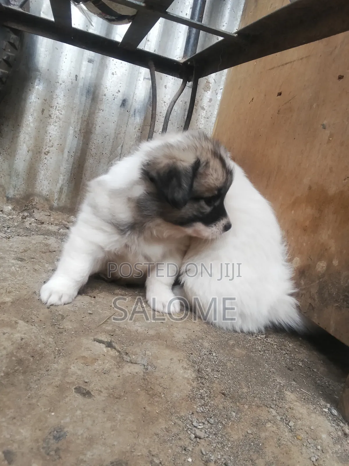 0-1 month Male Purebred Japanese Spitz