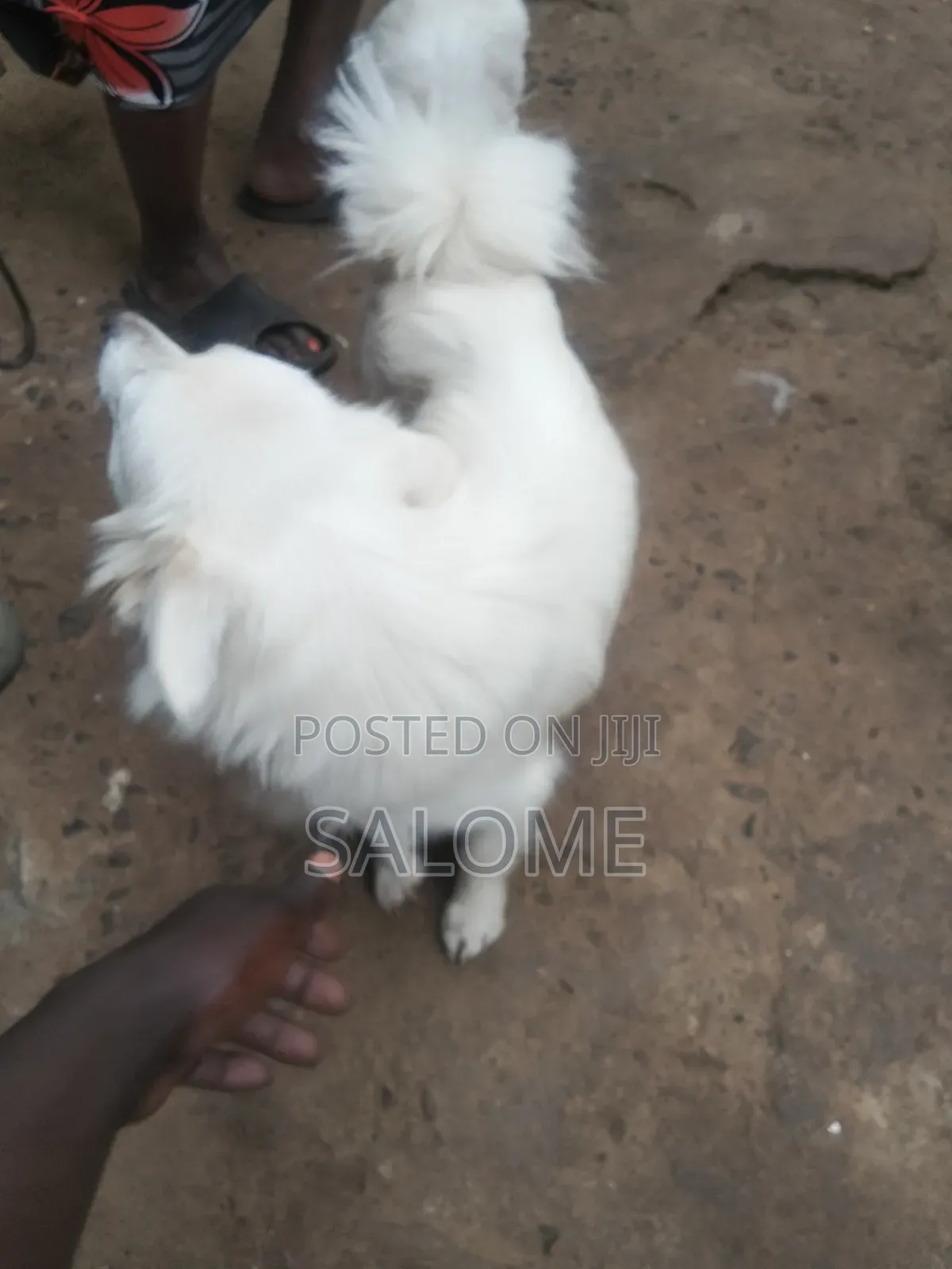 0-1 month Male Purebred Japanese Spitz