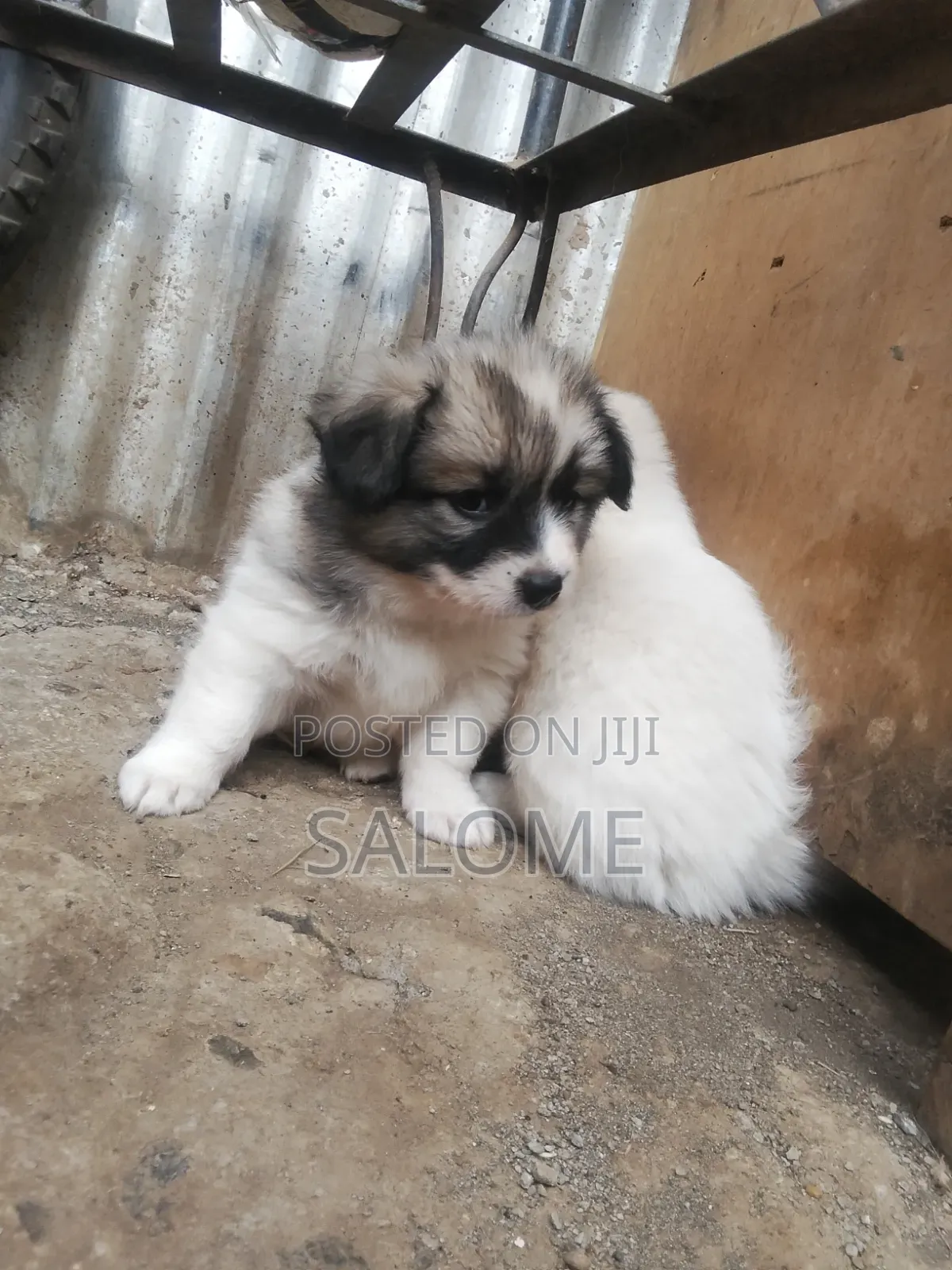 0-1 month Male Purebred Japanese Spitz