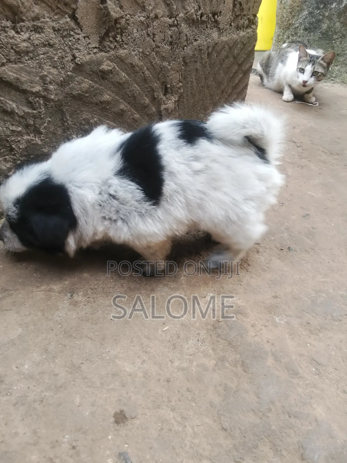 0-1 month Male Purebred Japanese Spitz