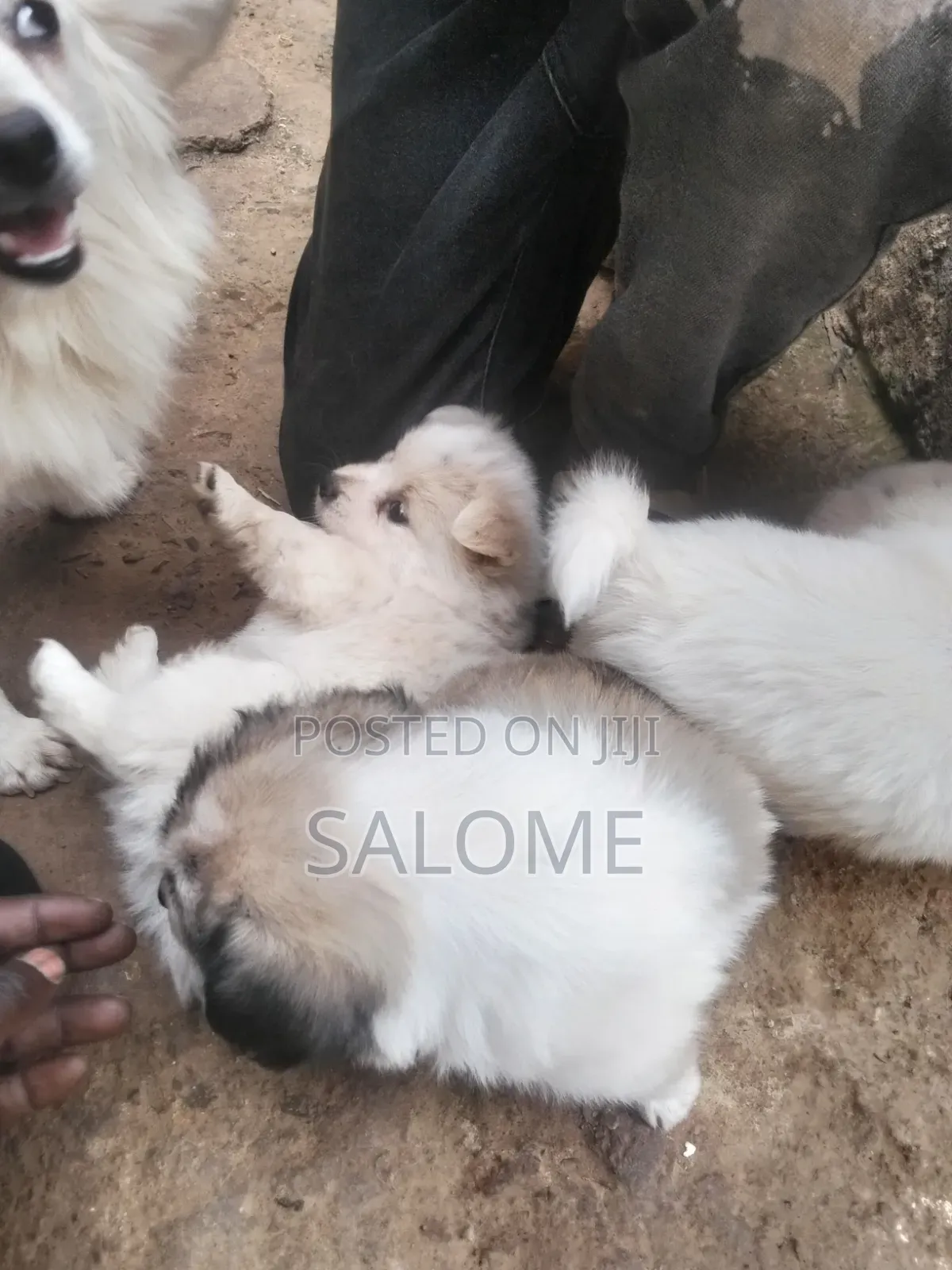 0-1 month Male Purebred Japanese Spitz