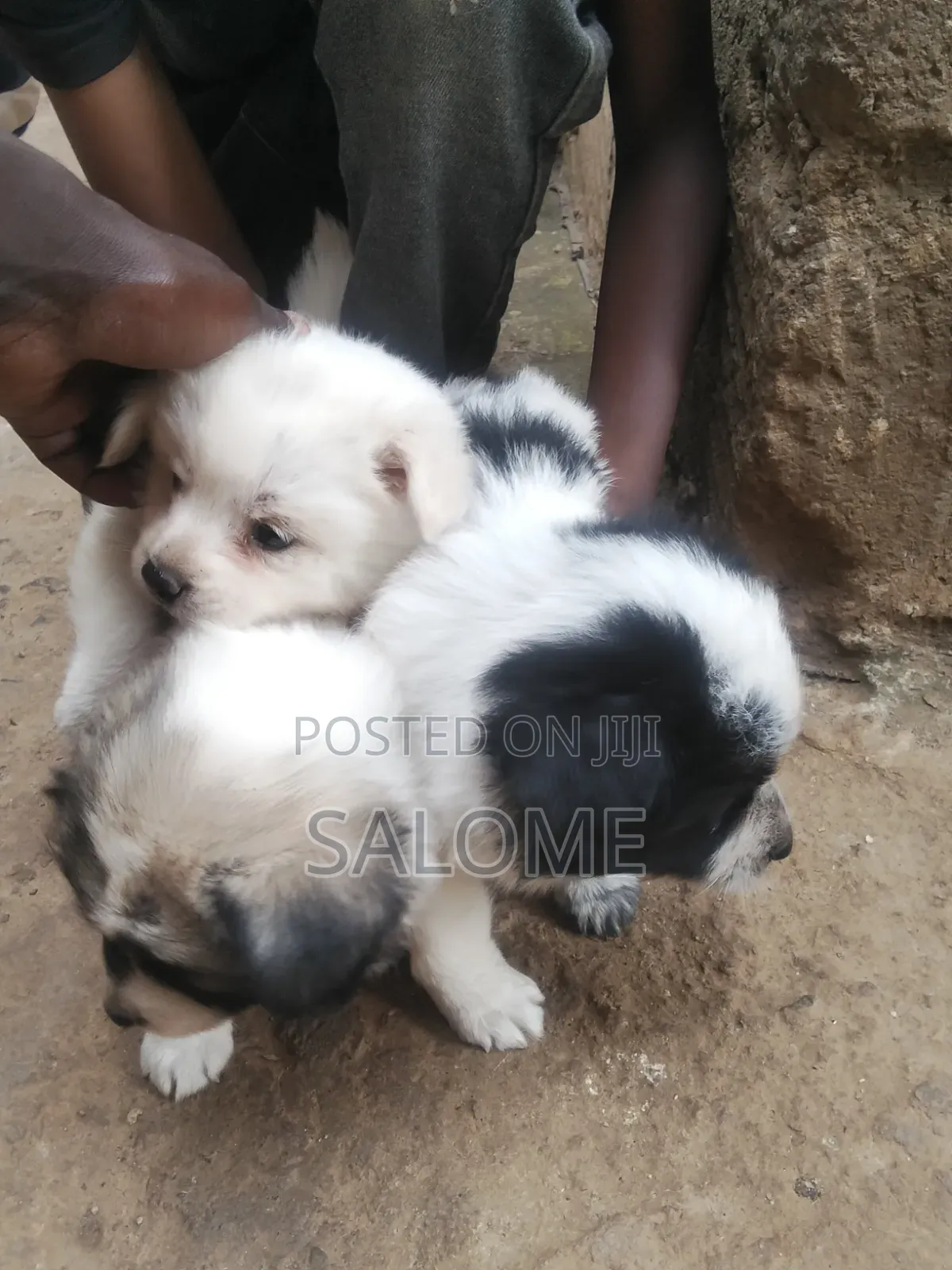 0-1 month Male Purebred Japanese Spitz