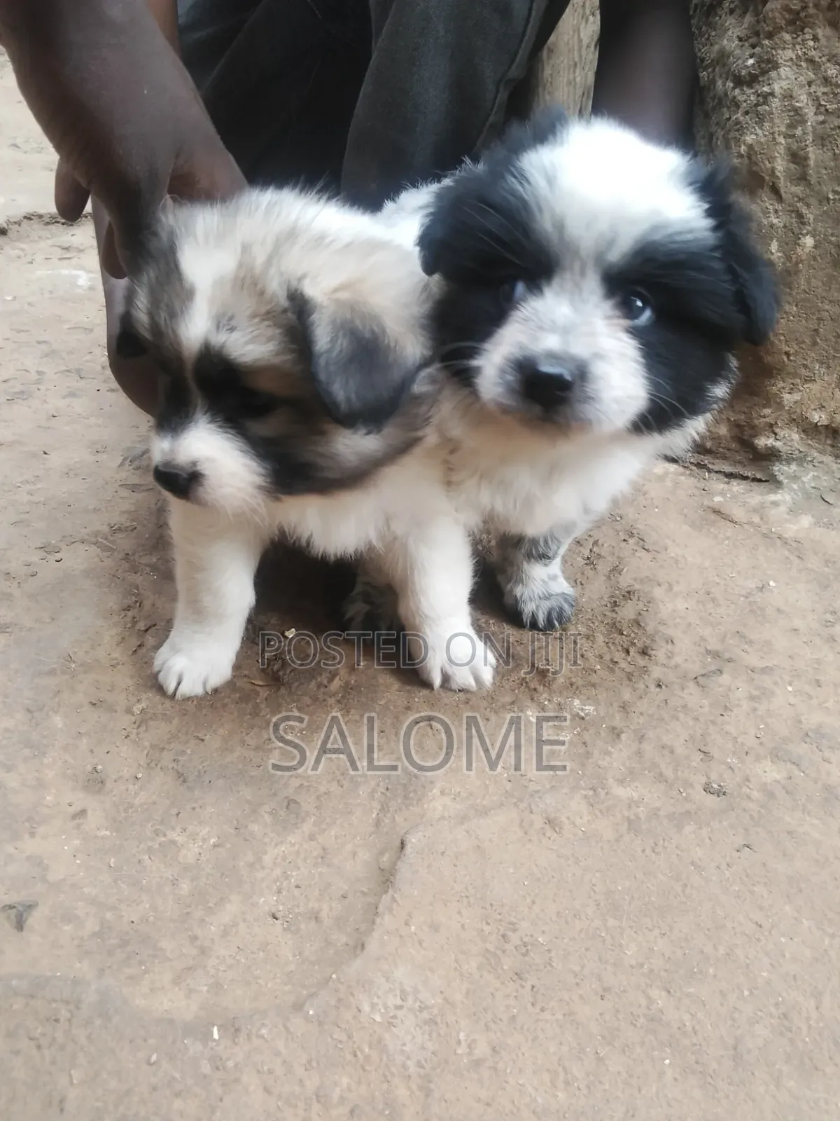 0-1 month Male Purebred Japanese Spitz