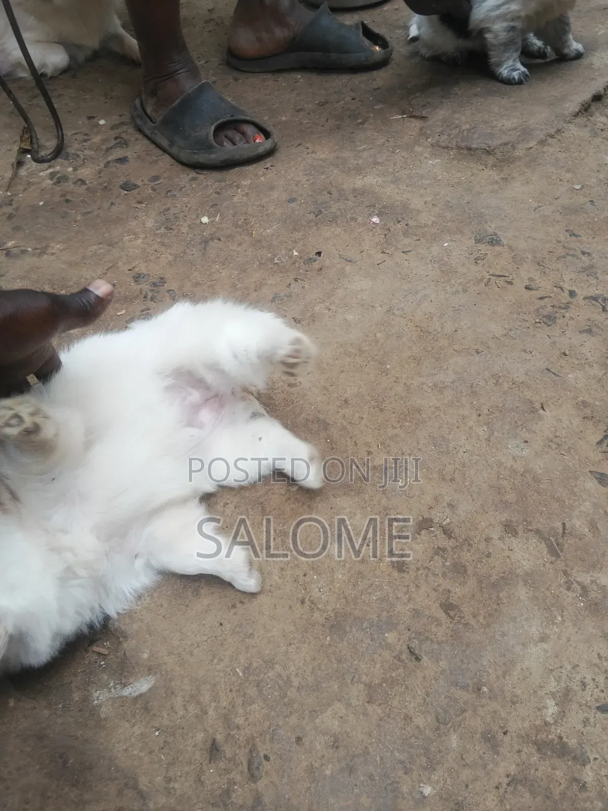 0-1 month Male Purebred Japanese Spitz