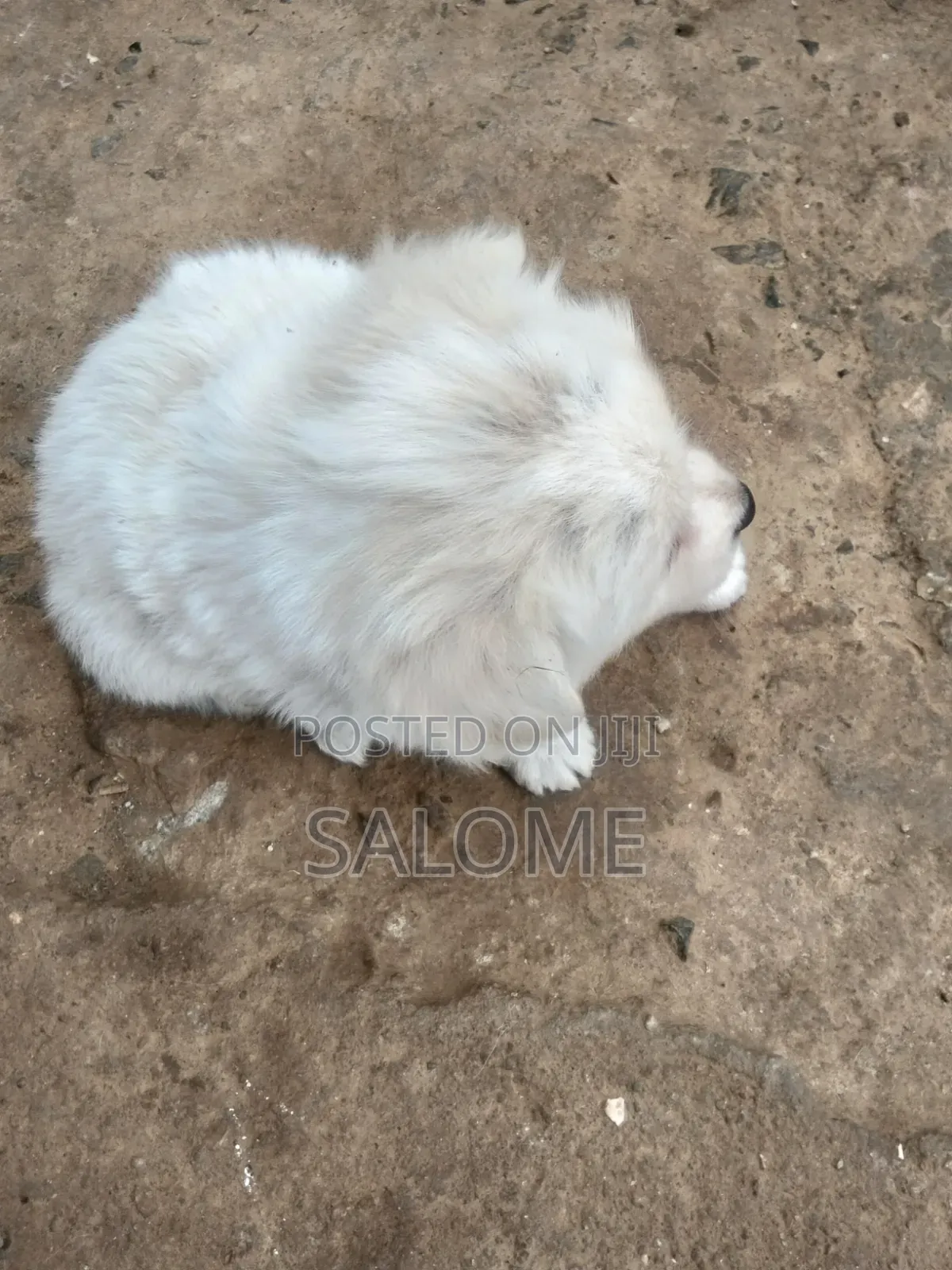 0-1 month Male Purebred Japanese Spitz