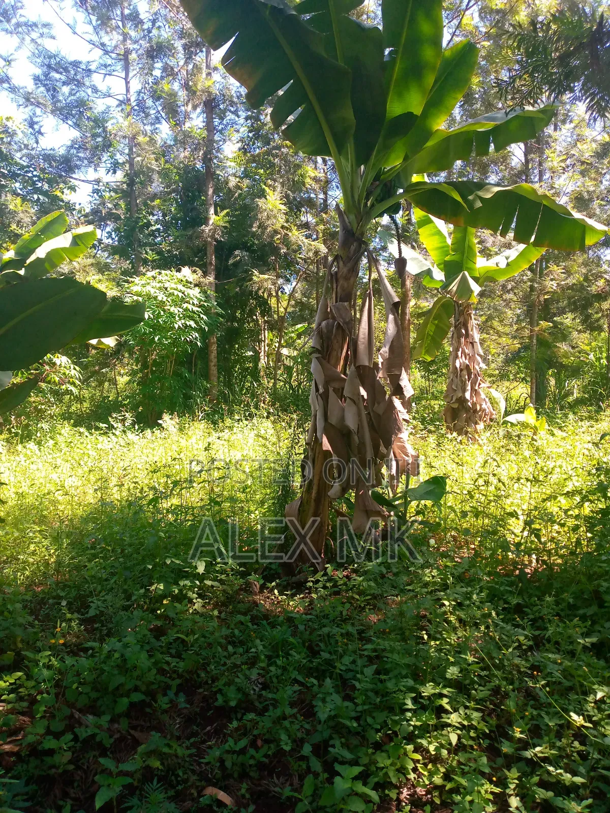 Distress Sale: 1/2 an Acre for Sale in Embu, Kithimu