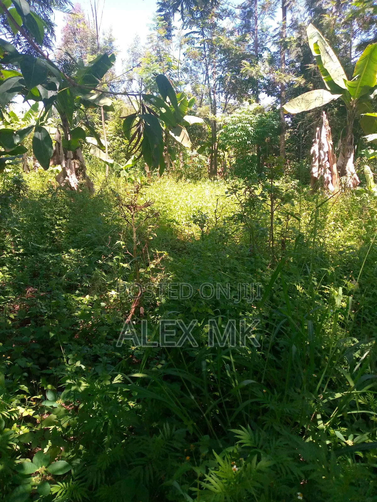 Distress Sale: 1/2 an Acre for Sale in Embu, Kithimu
