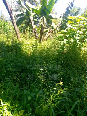 Distress Sale: 1/2 an Acre for Sale in Embu, Kithimu