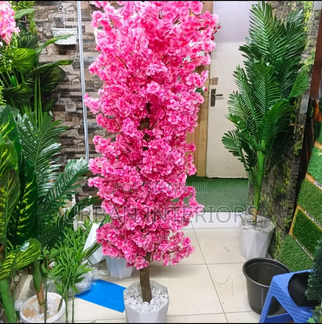 Pink and White Cherry Blossom Plant Cherry Blossom Plant