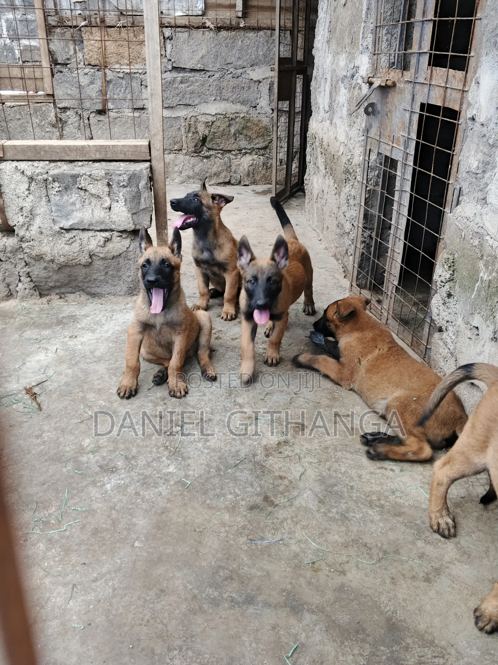 1-3 months Male Purebred Belgian Malinois