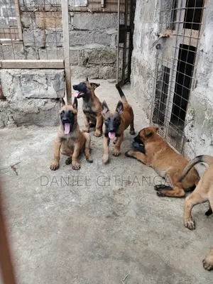 1-3 months Male Purebred Belgian Malinois