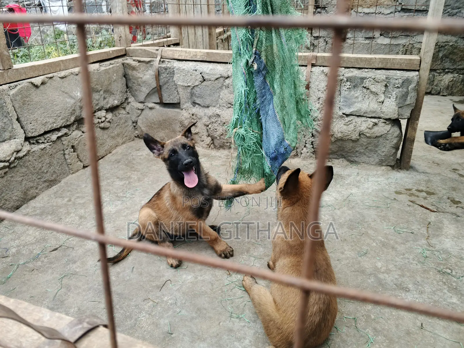 1-3 months Male Purebred Belgian Malinois