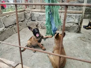 1-3 months Male Purebred Belgian Malinois