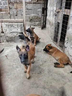 1-3 months Male Purebred Belgian Malinois