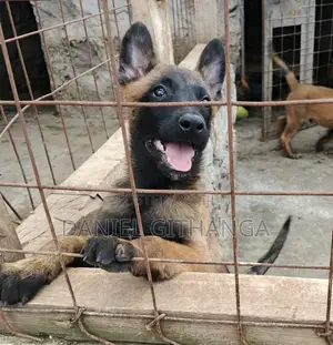 1-3 months Male Purebred Belgian Malinois