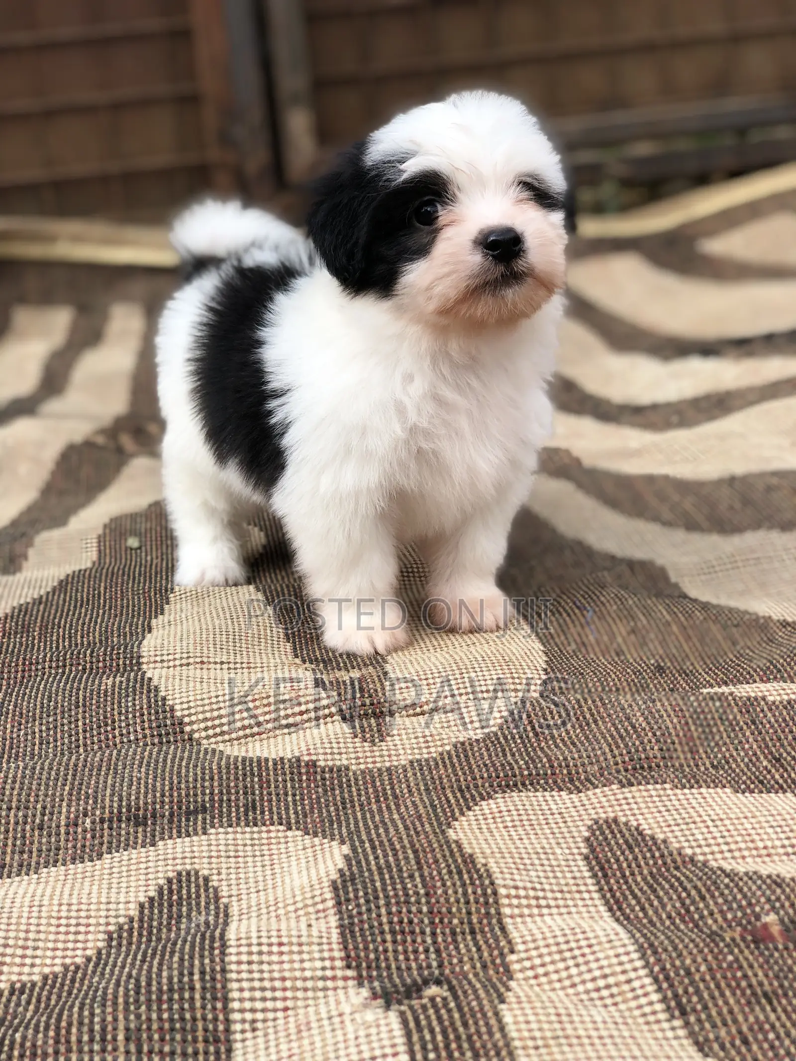 1-3 months Male Purebred Havanese
