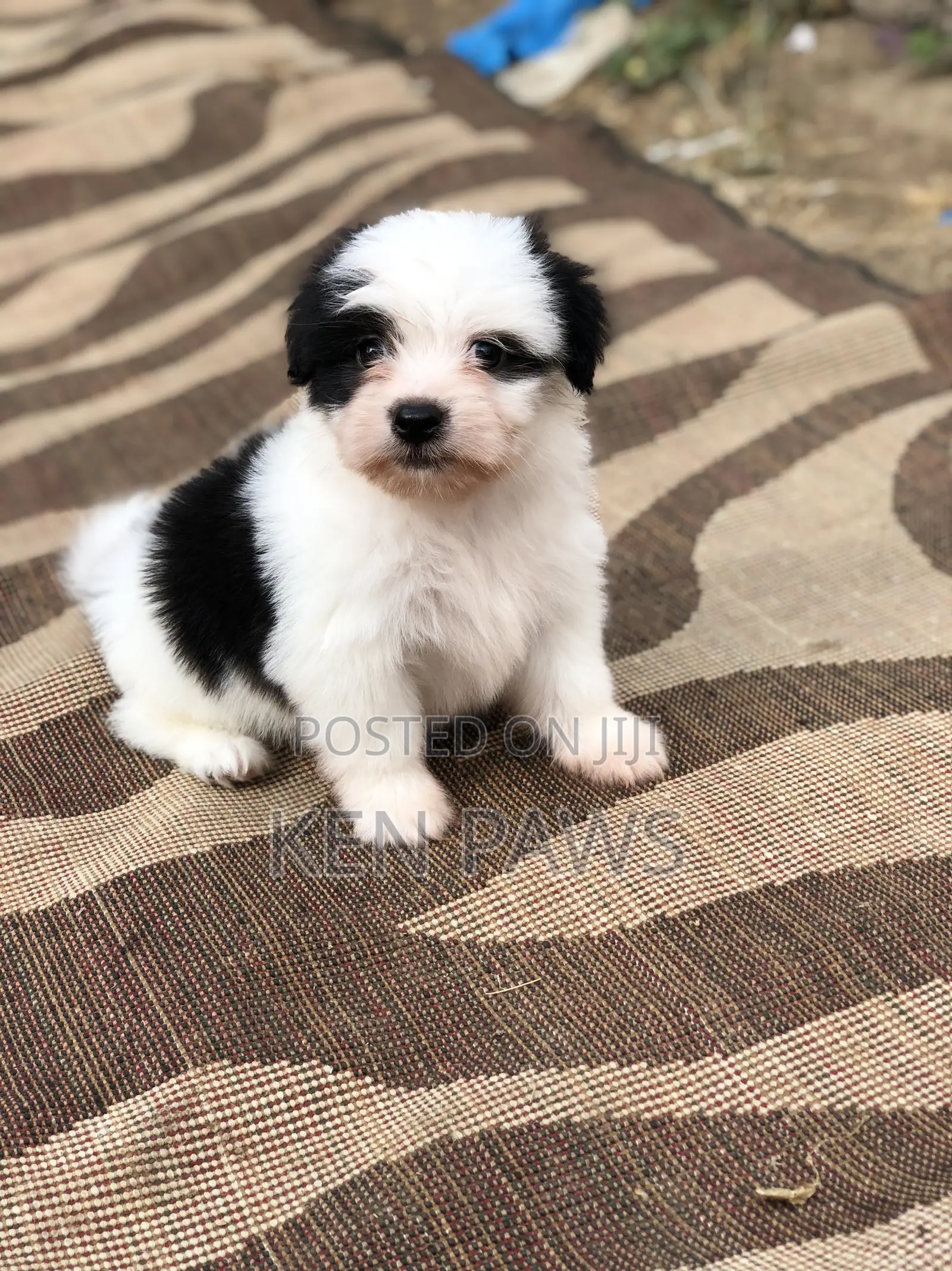 1-3 months Male Purebred Havanese