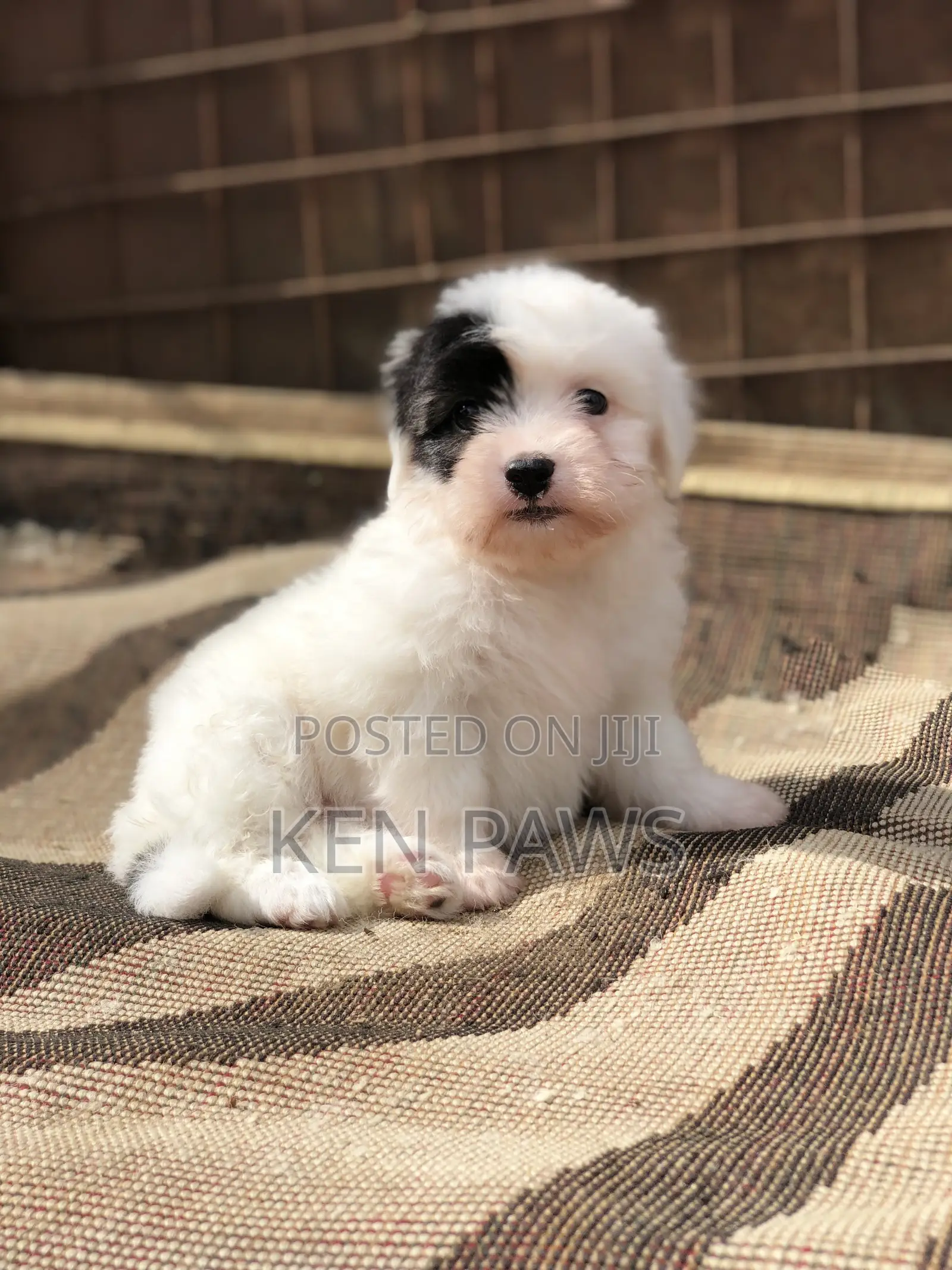 1-3 months Male Purebred Havanese