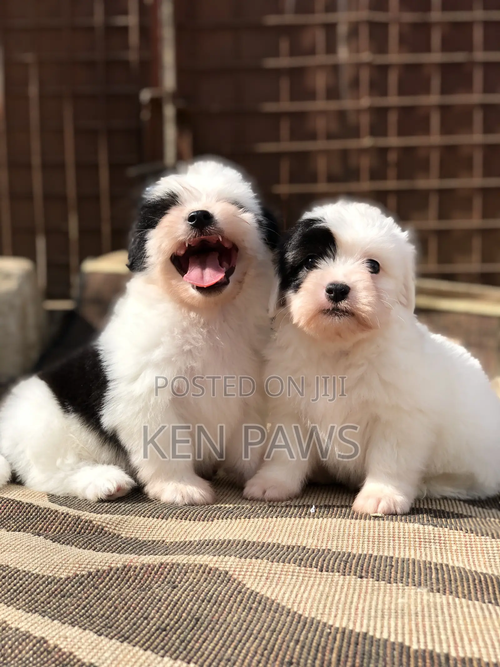 1-3 months Male Purebred Havanese