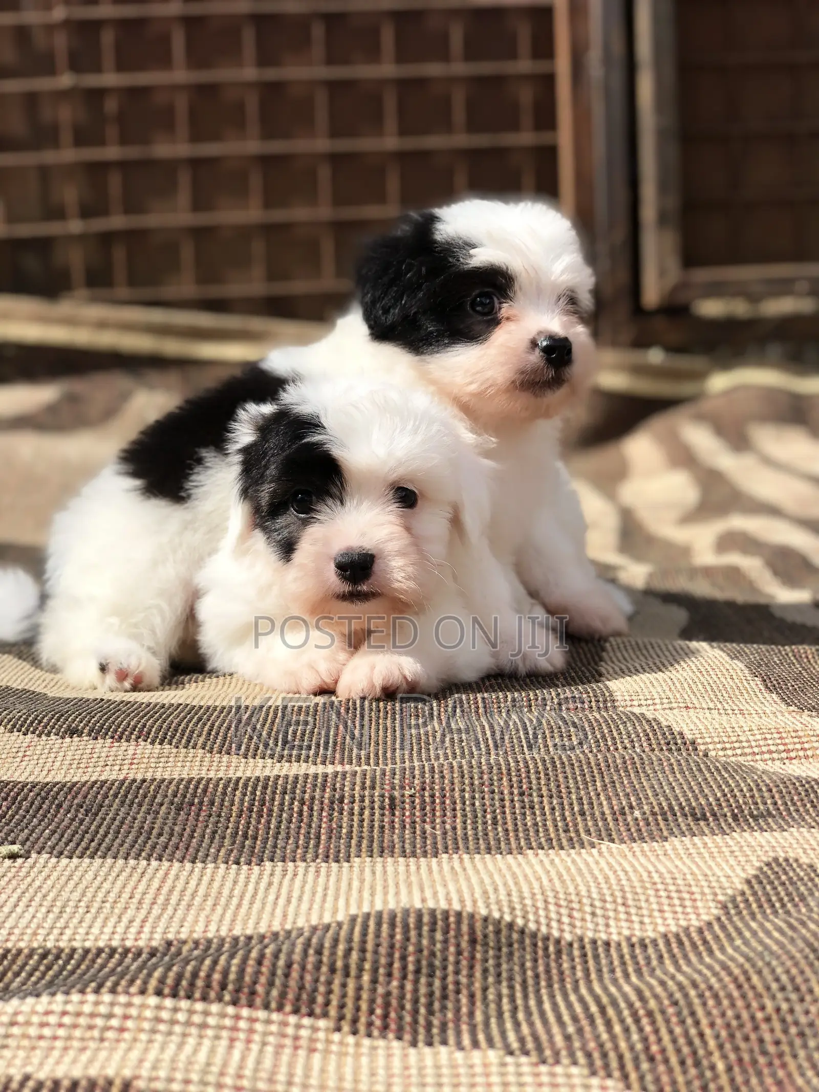 1-3 months Male Purebred Havanese