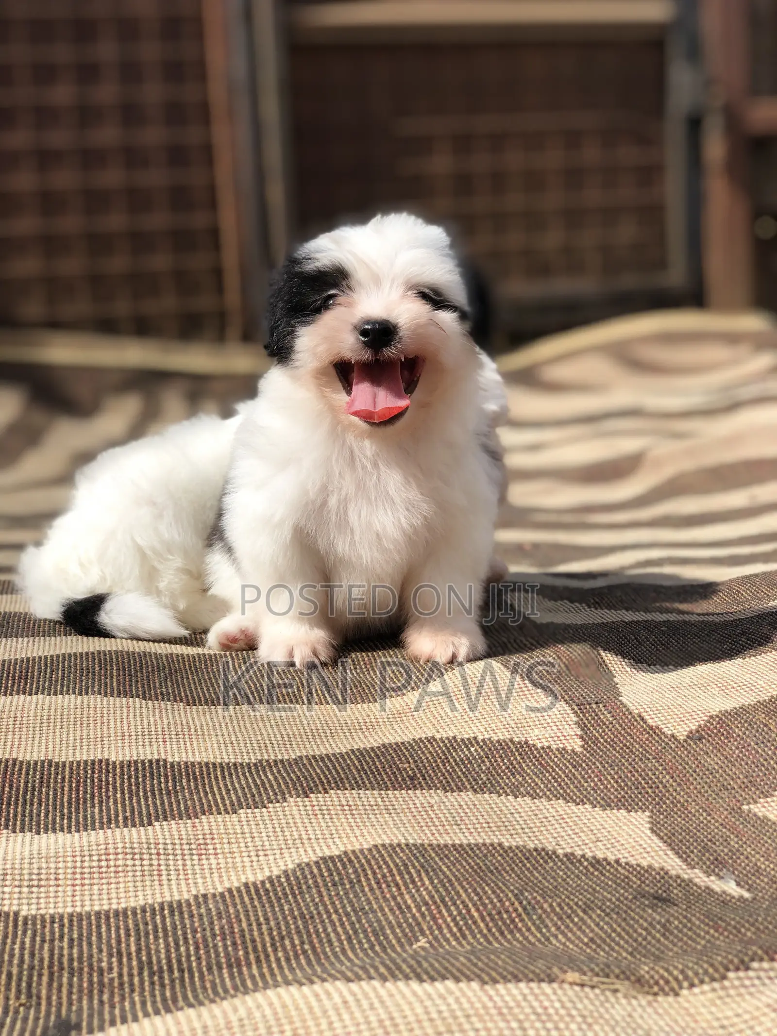 1-3 months Male Purebred Havanese