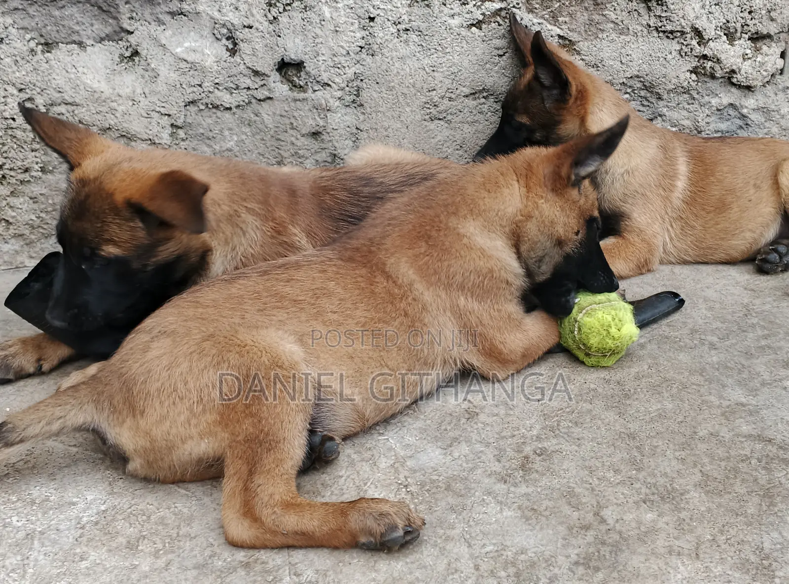 1-3 months Male Purebred Belgian Malinois