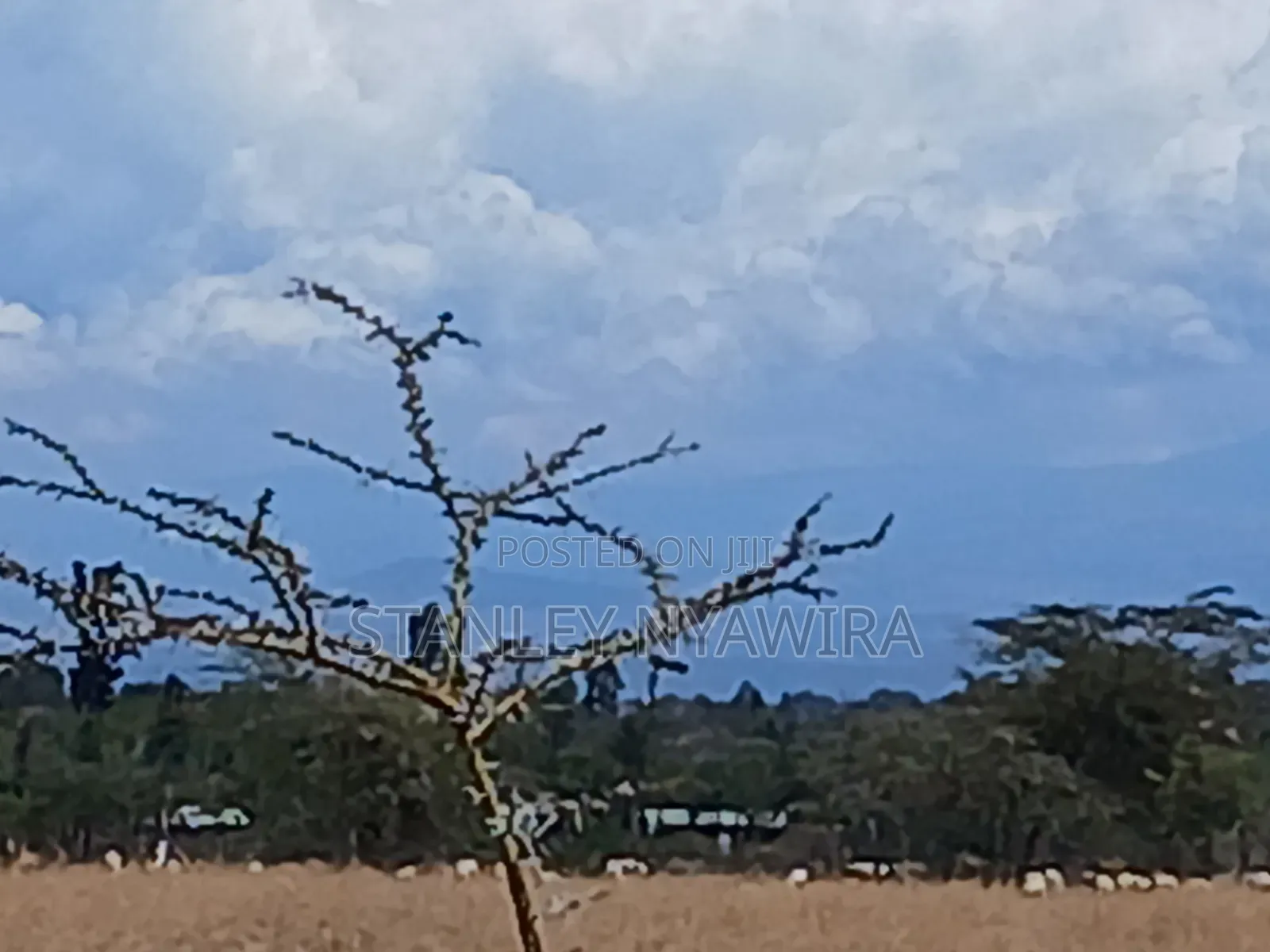 Distress Sale 4 Acrea Nanyuki Burgret