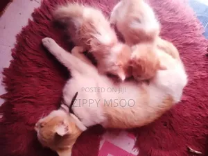 1-3 months Male Purebred Tabby