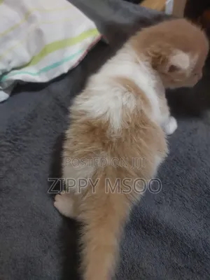 1-3 months Male Purebred Tabby