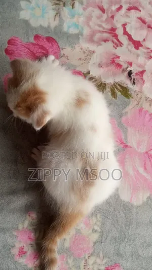 1-3 months Male Purebred Tabby