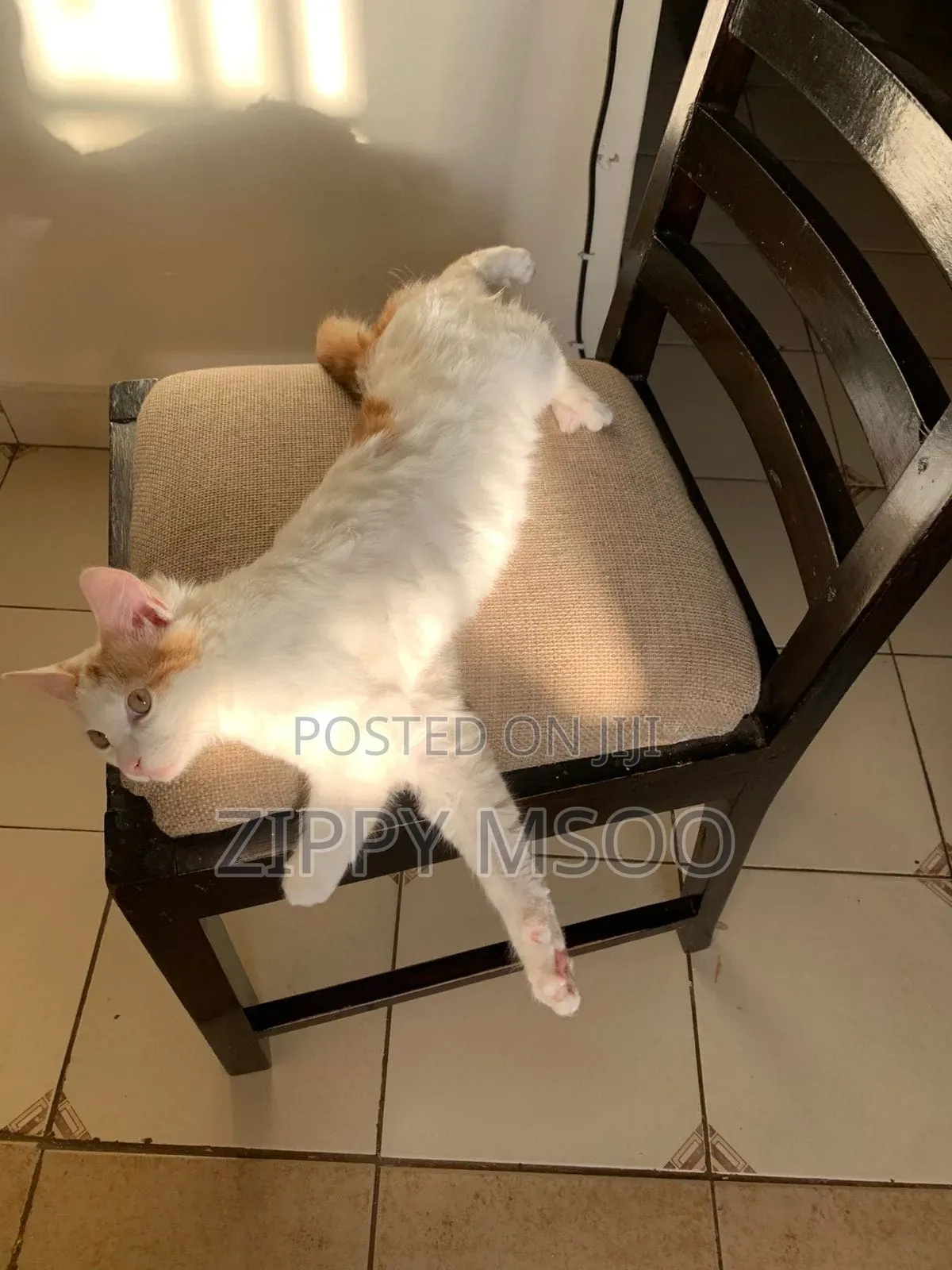 3-6 months Male Purebred Tabby
